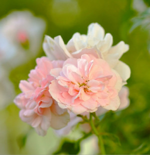 Carol Urquhart (nee Adams)